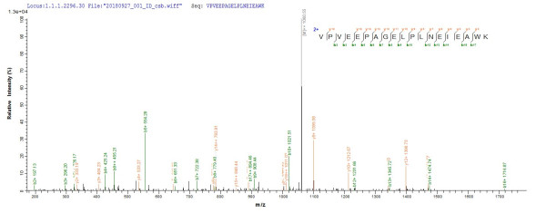 Phospholipase D3 (Pld3), mouse, recombinant
