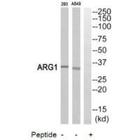 Anti-ARG1