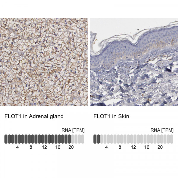 Anti-FLOT1