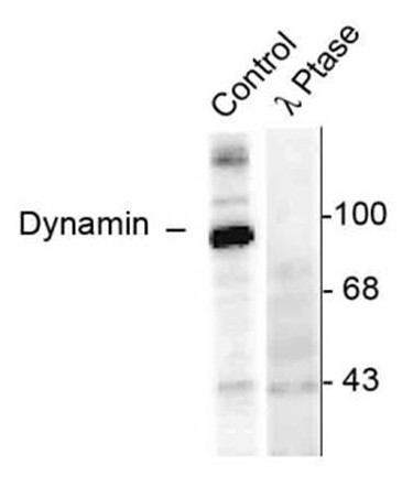 Anti-phospho-Dynamin (Ser774)