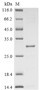 Colicin-E5 (col), partial, Escherichia coli, recombinant