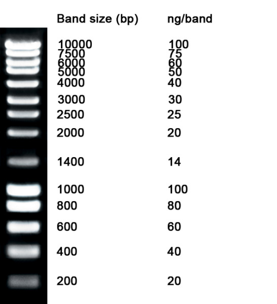 NZYDNA Ladder III, 200-10000 bp