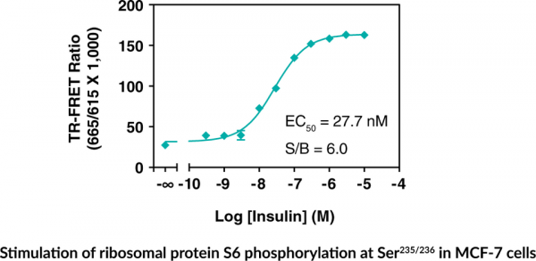 Ribosomal Protein S6 (Phospho-Ser235/236) TR-FRET Assay Kit