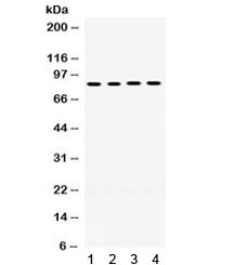 Anti-POR / CYPOR / Cytochrome P450 Oxidoreductase