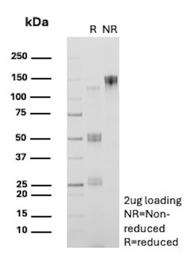 Anti-CD13 / Aminopeptidase-N (Myeloid Cell Marker), clone B-F10