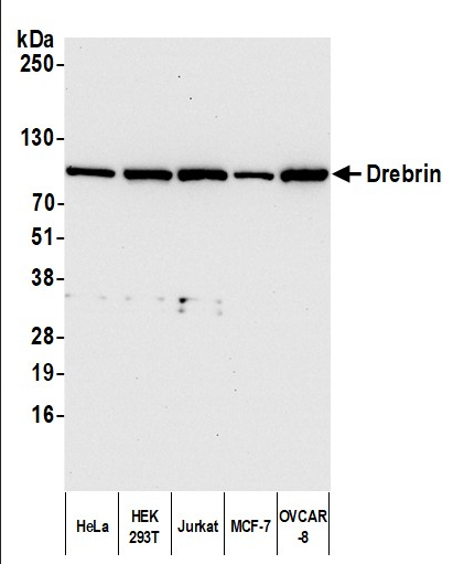 Anti-DREBRIN