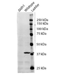 Anti-IDH1