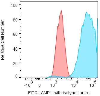Anti-LAMP1