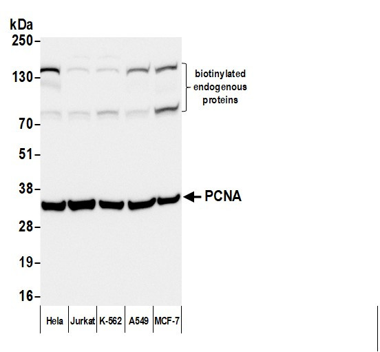 Anti-Mouse IgG-heavy and light chain cross-adsorbed, Biotin conjugated