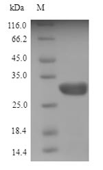 Angiogenin-4 (Ang4), mouse, recombinant