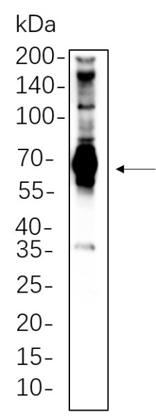 Anti-Recombinant SH-PTP2, clone 4B5