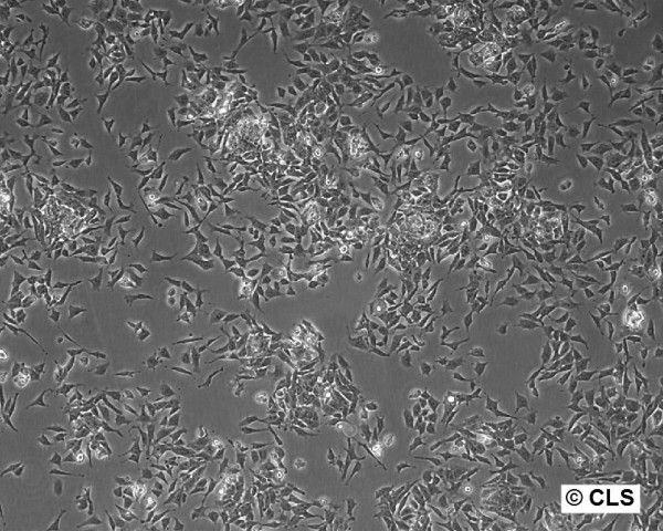 F9 Cells
