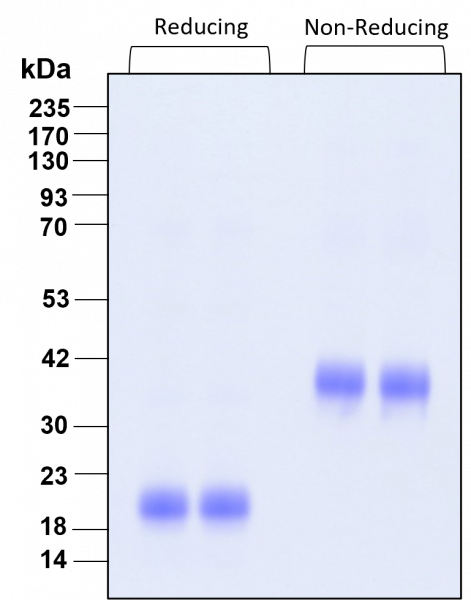 IL-5 HumanKine(R) recombinant human protein