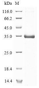 Epidermal growth factor-like protein 8 (EGFL8), human, recombinant