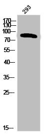 Anti-Phospho-INSR (Y1355)