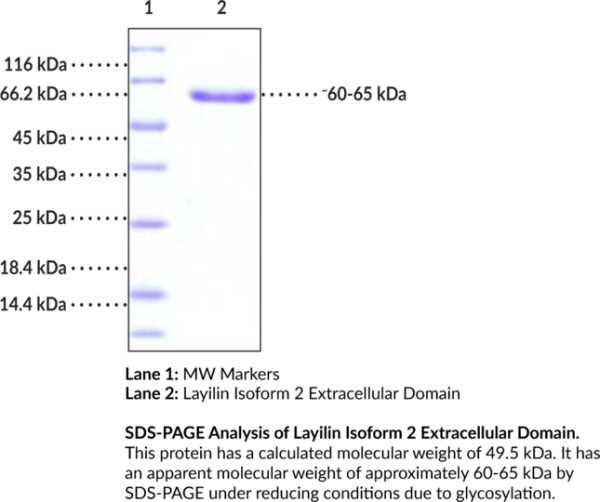 Layilin Isoform 2 Extracellular Domain (human, recombinant)