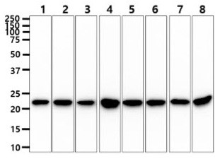 Anti-PEBP1 / RKIP, clone 4B11