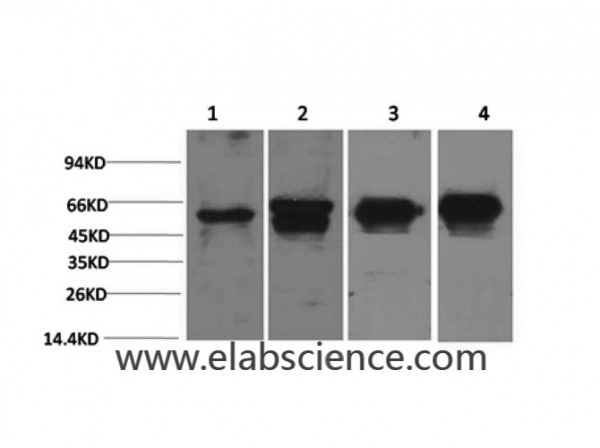 Anti-c-Fos, clone 6A3