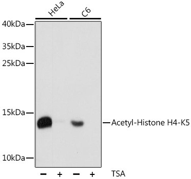 Anti-Acetyl-Histone H4 (Lys5)
