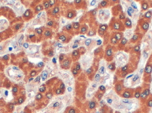 Anti-Syntenin 2, C-terminal