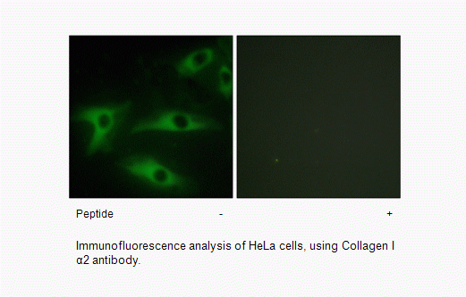 Anti-Collagen I alpha2