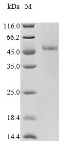 Interleukin-13 receptor subunit alpha-1 (IL13RA1), human, recombinant