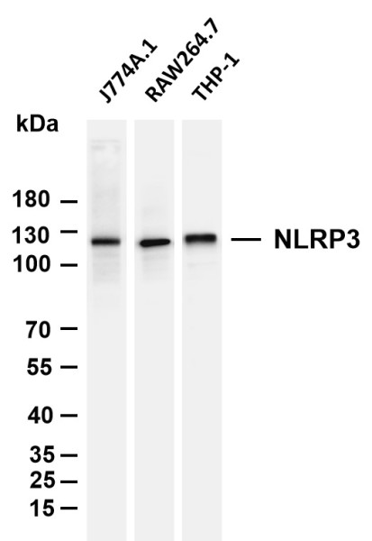 Anti-Recombinant NLRP3, clone 10A4