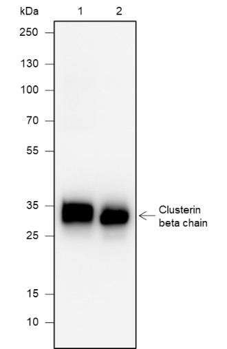 Anti-Recombinant Clusterin beta Chain, clone A616
