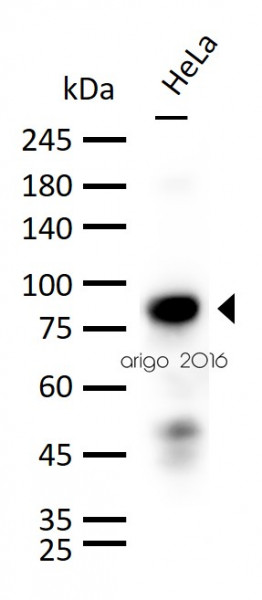 Anti-CD44, clone 156-3C11
