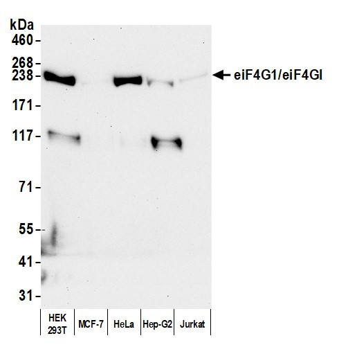 Anti-eIF4G1/eIF4GI