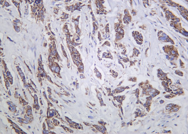 Anti-Recombinant G3BP1, clone 6B8