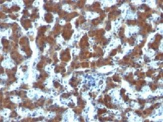 Anti-Retinol Binding Protein RPB, clone G4E4
