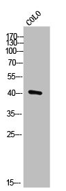 Anti-DUSP9