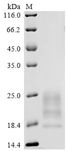 14 kDa protein (A27L), Cowpox virus, recombinant