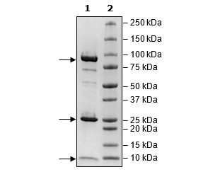NSP8_NSP7/NSP12 (SARS-CoV-2) Complex Recombinant