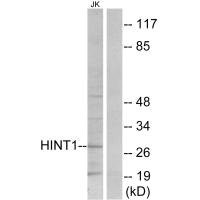 Anti-HINT1