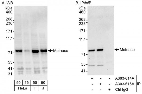 Anti-Metnase