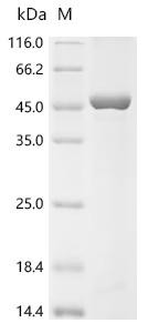 Formin-2 (FMN2), partial, recombinant human
