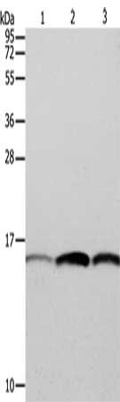 Anti-PFN1