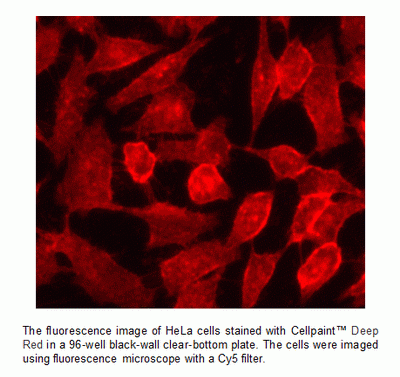 Cell Navigator(TM) Cell Plasma Membrane Staining Kit *Red Fluorescence*