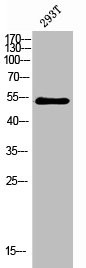 Anti-Phospho-CHEK1 (S280)