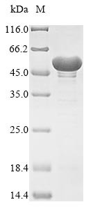 Enolase (enoA), Neosartorya fumigata, recombinant