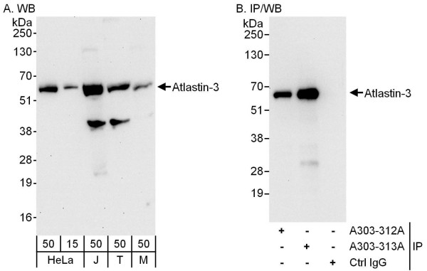 Anti-Atlastin-3