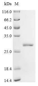 COMM domain-containing protein 9 (Commd9), recombinant mouse