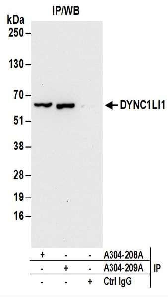 Anti-DYNC1LI1