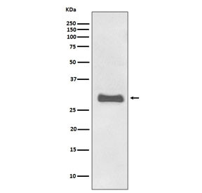 Anti-PrP / Prion protein, clone EHH-16