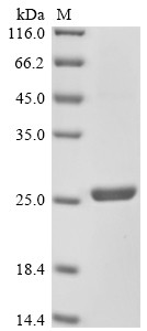 Collagen alpha-1 (XII) chain (Col12a1), partial, mouse, recombinant