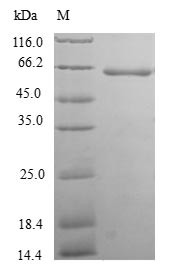 Thioredoxin domain-containing protein 5 (TXNDC5), human, recombinant