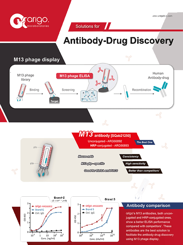 M13 Phage Display Solutions for Antibody Discovery