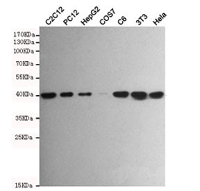 Anti-p38 MAPK / MAPK14, clone 5A1-C5-F11